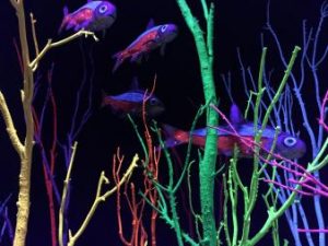 black-light-aquarium